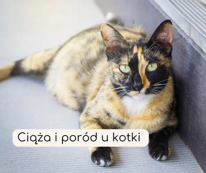 Kocia ciąża – ile trwa i po czym poznać, że zbliża się poród?