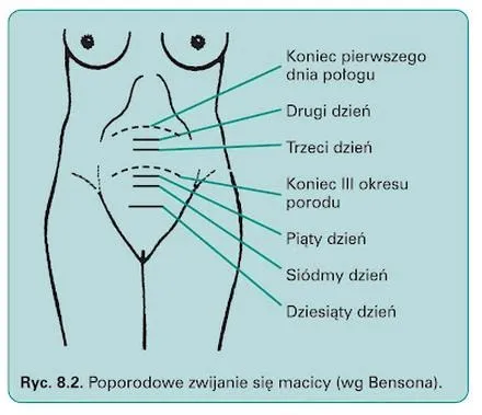 Obkurczanie macicy po 3. porodzie – ile trwa i co jest normą?