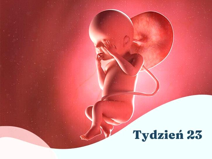 23. tydzień ciąży