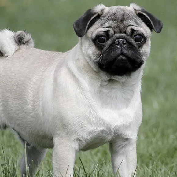 Opiekunka z MOPS