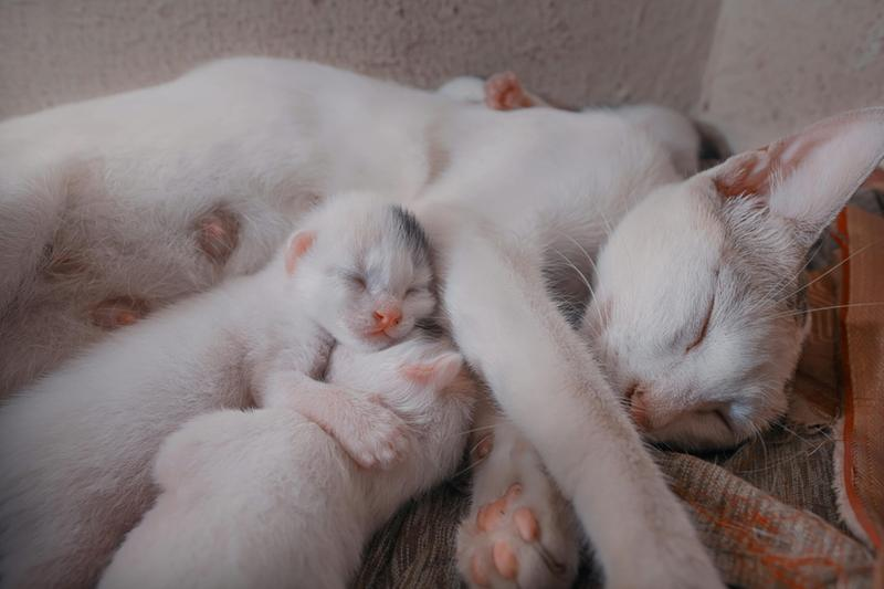 Poród kotki
