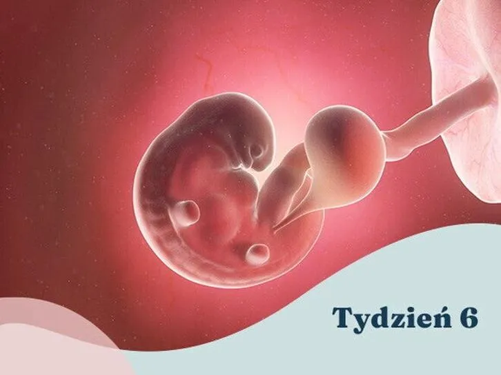 Rozwój płodu w ciąży
